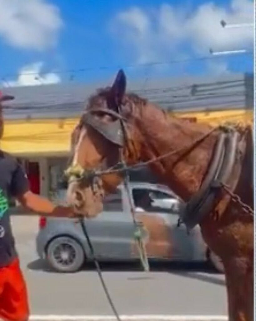 homem-cai-de-carroca-e-cavalo-segue-desgovernado-na-avenida-epitacio-pessoa,-em-joao-pessoa